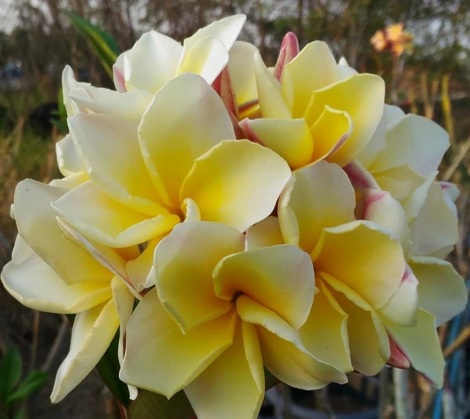 4 SEMI DI PLUMERIA -FRANGIPANI - POMELIA- VARIETA' "Moonlight​"