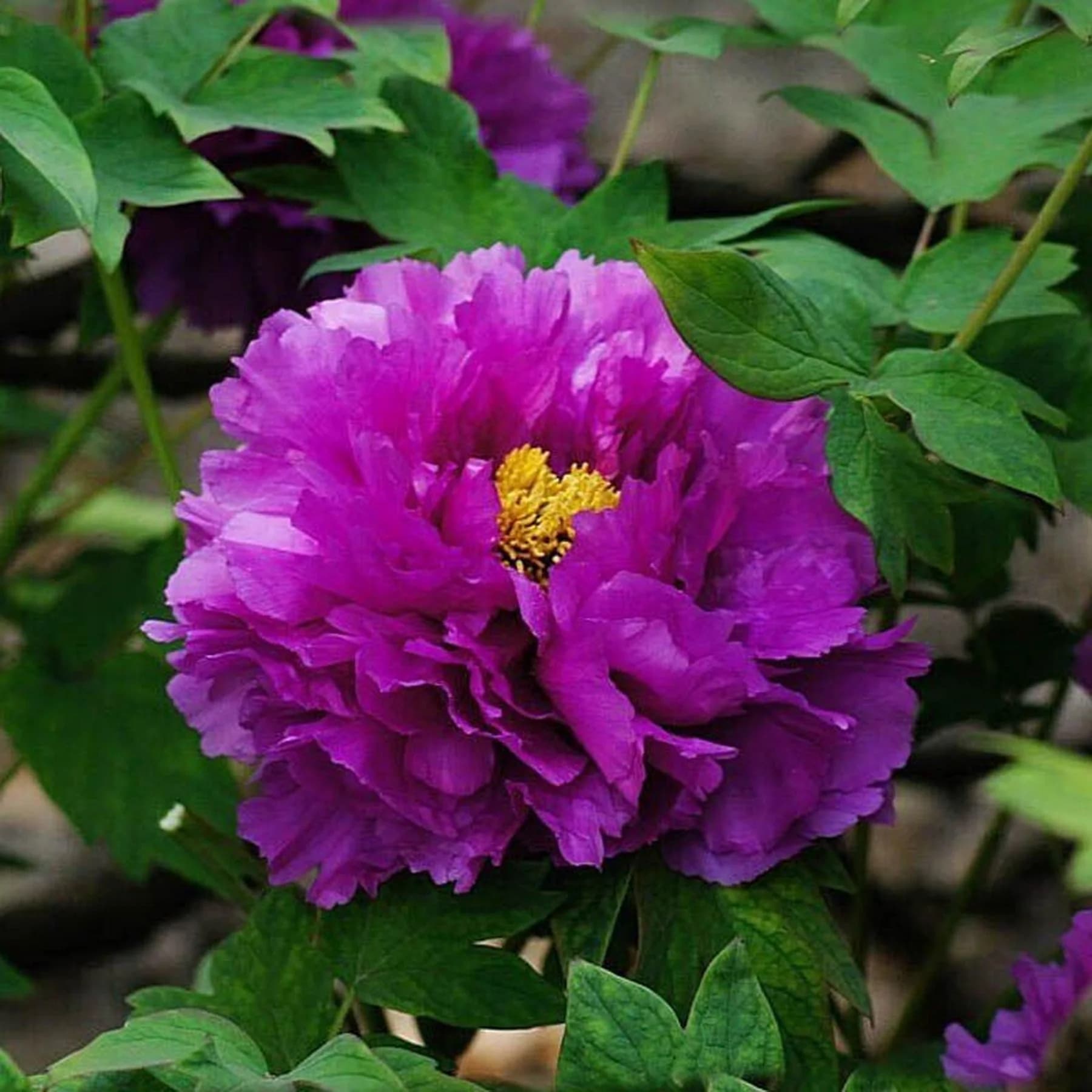 5 SEMI DI PEONIA " PURPLE "- semi freschi