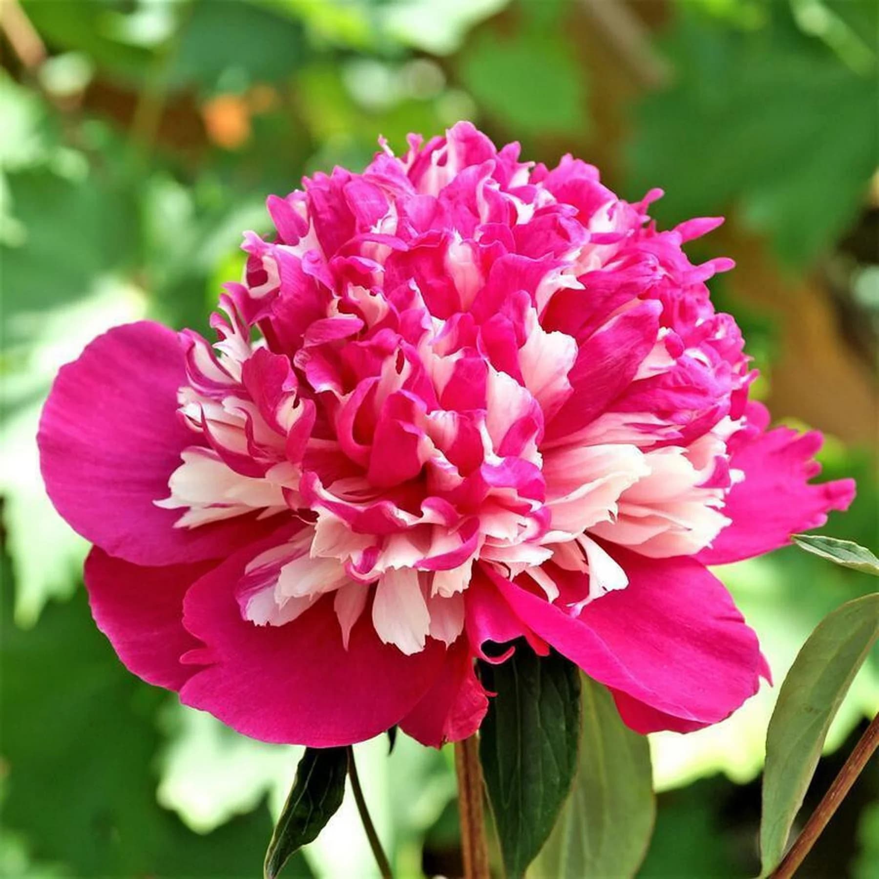 5 SEMI DI PEONIA " PINK SMILE "- semi freschi