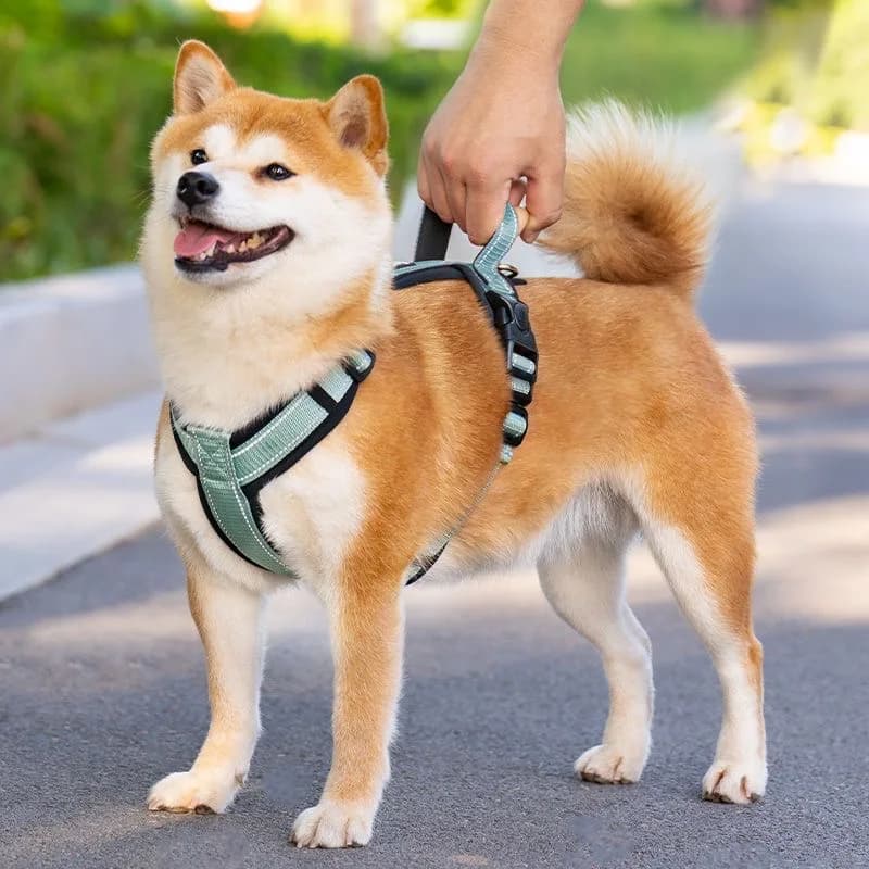 Pettorina Anti-Trazione per Cuccioli e Cani di Piccola e Media Taglia, per Passeggiate ed Escursioni, con Maniglia, Accessori per Animali Domestici,