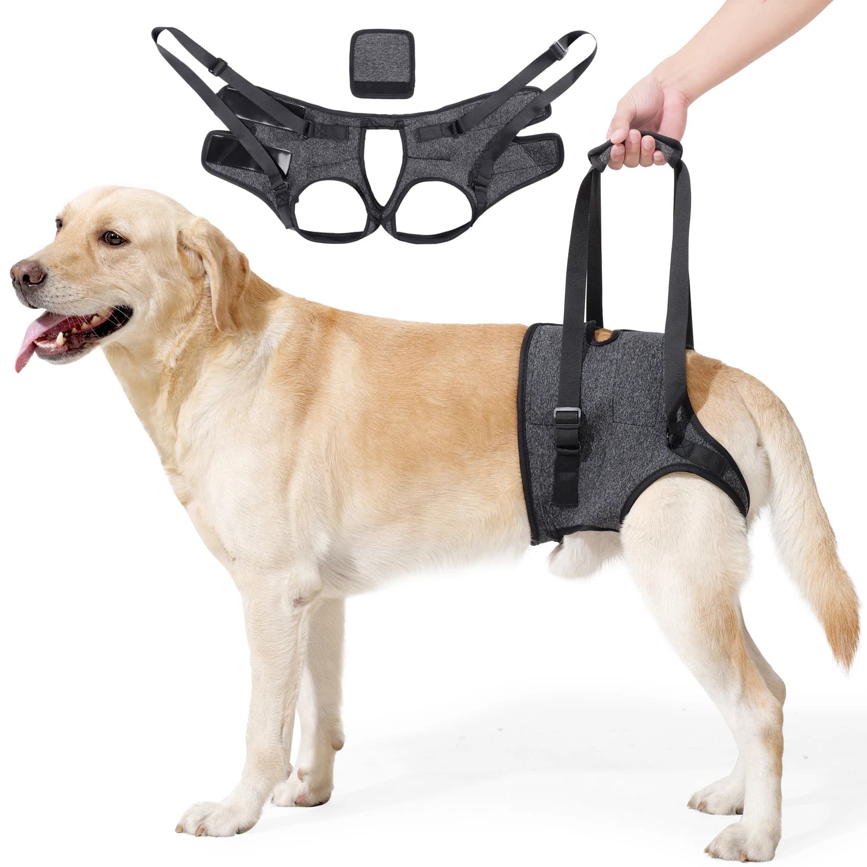 Imbracatura per cani per cani di taglia grande Supporto per le gambe posteriori per aiutare a riabilitare i arti posteriori dei cani anziani con le