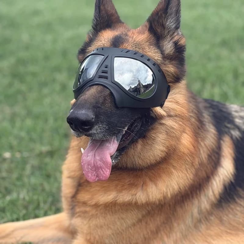 Occhiali per Animali Domestici di Taglia Media e Grande, Protezione da Neve, Anti-UV, Antivento, Occhiali da Sole, Maschera con Cinghie Regolabili