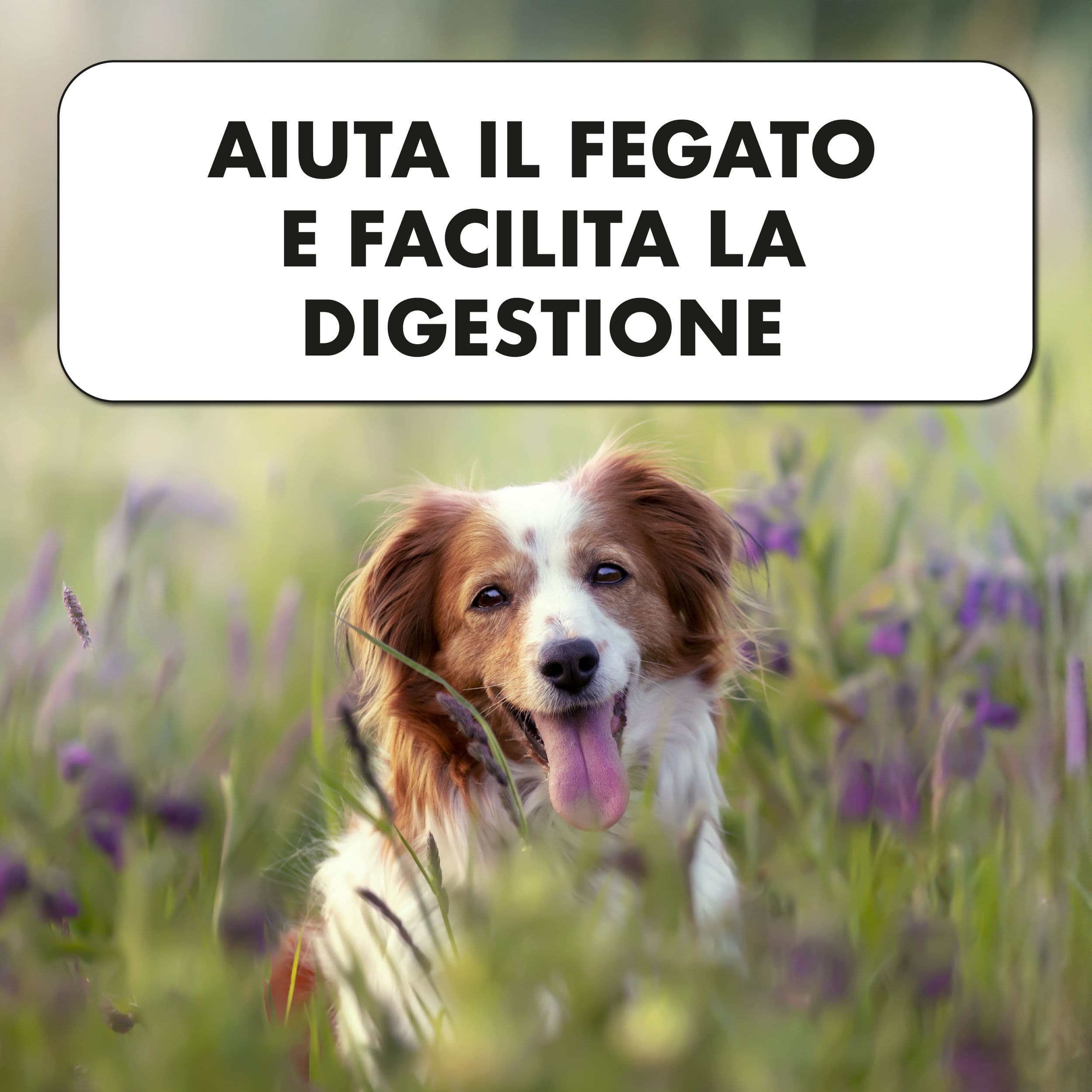 INTESTIBEN — Aiuta la flora intestinale e la corretta formazione delle view 2