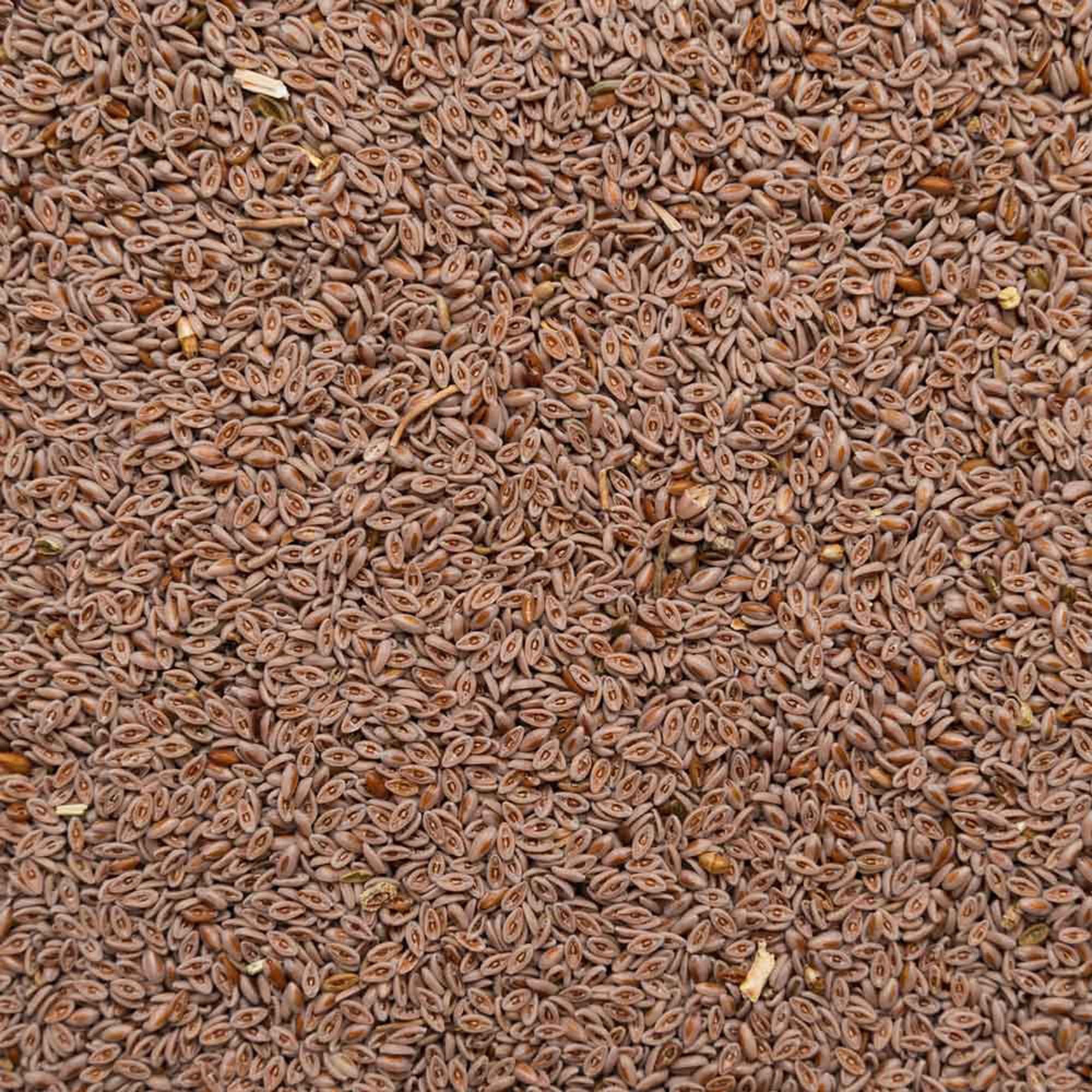 Biotiva Semi di psillio completamente biologici 5000 g view 2