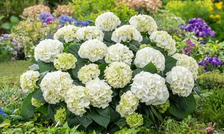 Set Di 3 Piantine Di Ortensa Macrophylla Blu