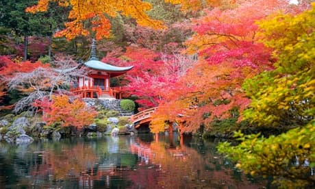 Set Di 4 Aceri Giapponesi: Acer Palmatum “orange Dream
