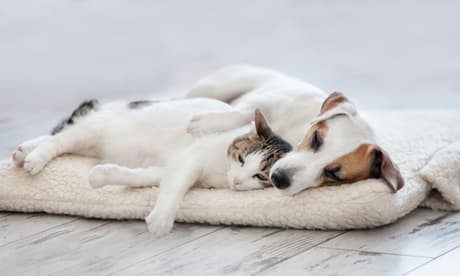 Tappetino Riscaldante Per Cani E Gatti