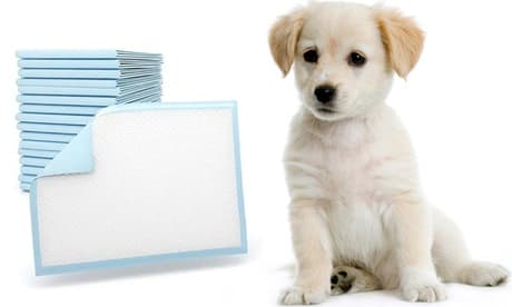 100 Tappetini Per Cani