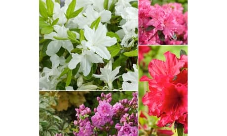 3 Piante Di Azalea Rosso