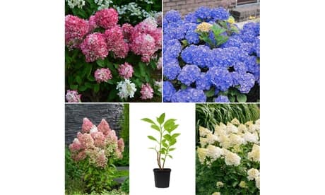 Set Di 4 Ortensie Giulia