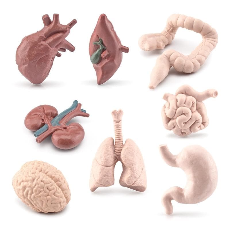 Modelli di Organi del Corpo Umano 3D 8 Pezzi Ausili Didattici per Bambini Scuola di Medicina Busto Umano Classe Educativa Materiale Didattico