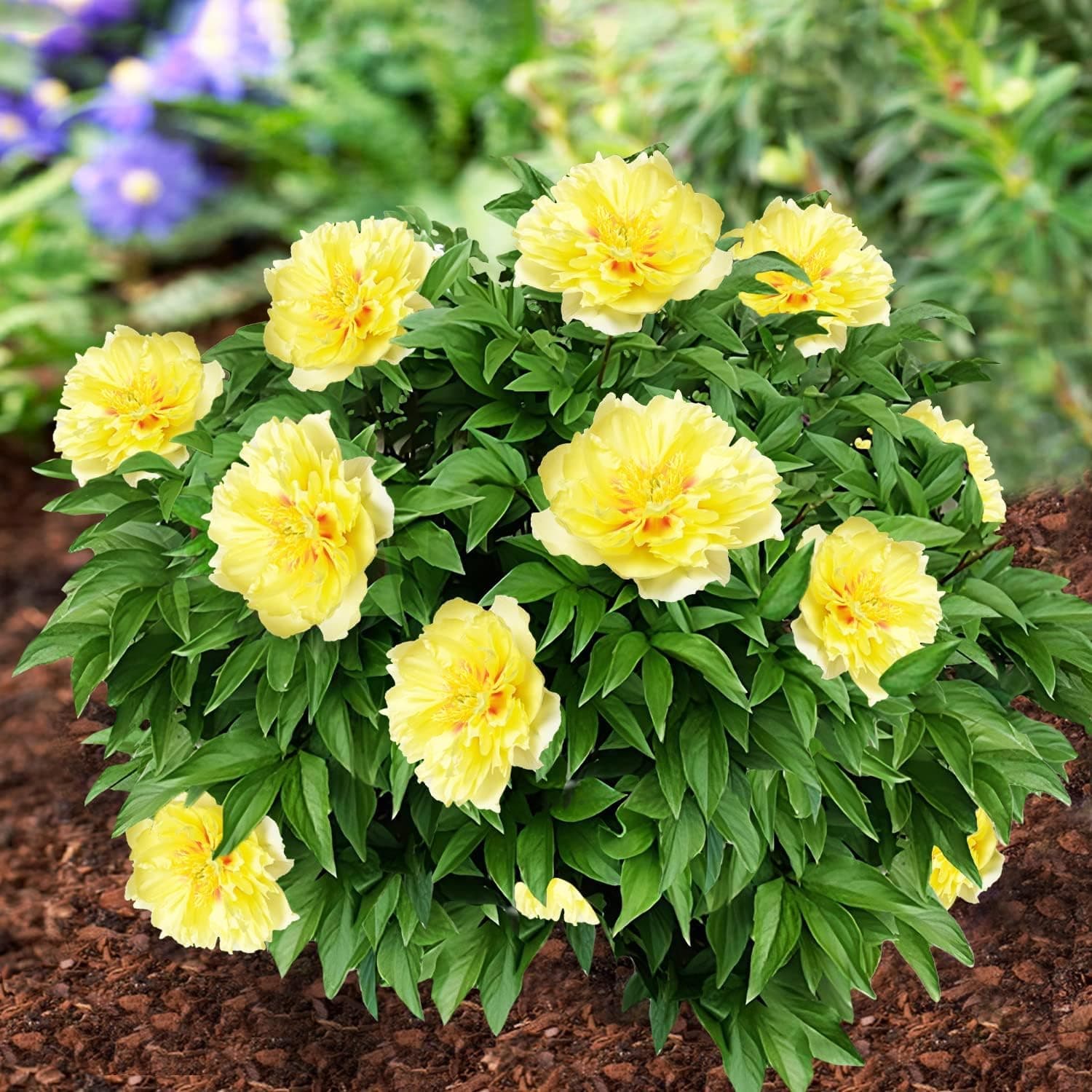 5 Semi Di Peonia LIGHT GOLDEN YELLOW   -SEMI FRESCHI