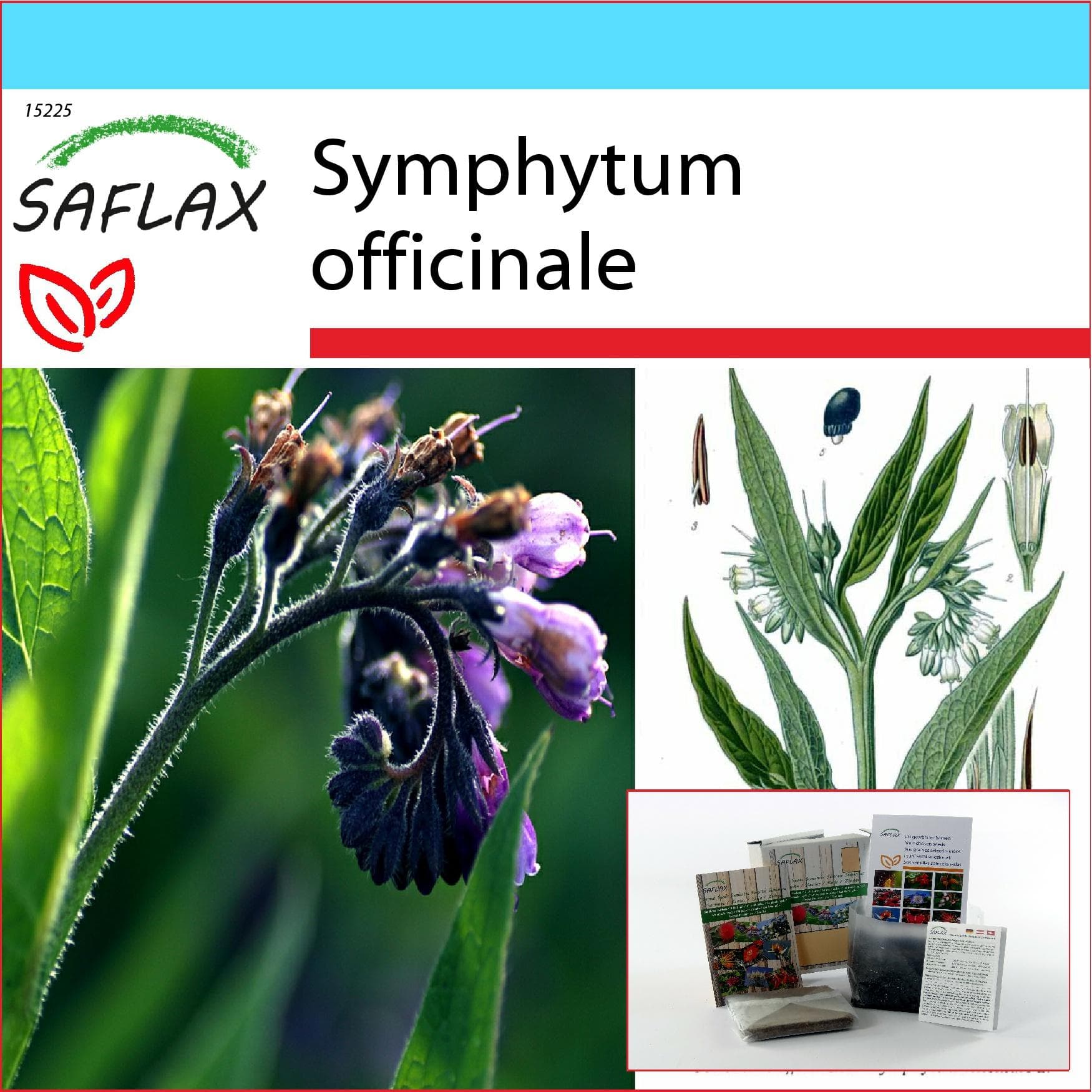 SAFLAX - Set regalo - Consolida maggiore - 15 semi - Con confezione regalo, cartoncino, etichetta e substrato da vaso - Symphytum officinale