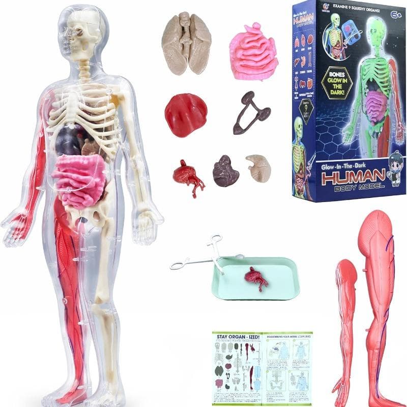 Modello del corpo umano per bambini, kit di modelli scientifici di scheletro che si illumina al buio, modello anatomico da 30 pezzi, giocattoli educat
