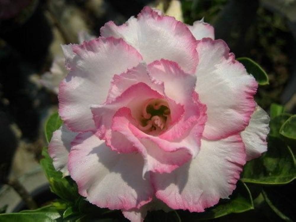 5 SEMI Di ADENIUM OBESUM  Nangngam  Desert Rose  -SEMI FRESCHI