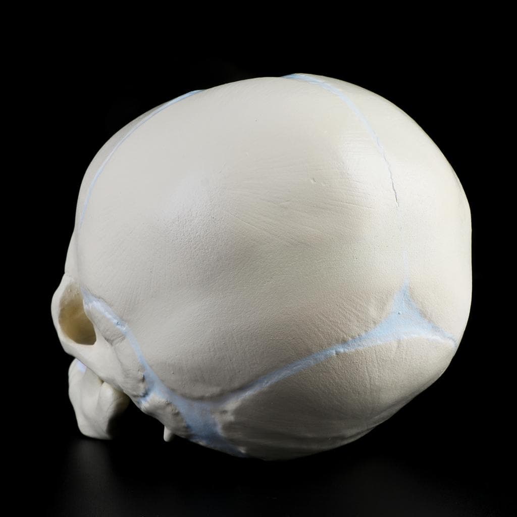 1: 1 Feto Umano Bambino Neonato Medico Teschio Anatomico Modello Scheletro Insegnamento Su