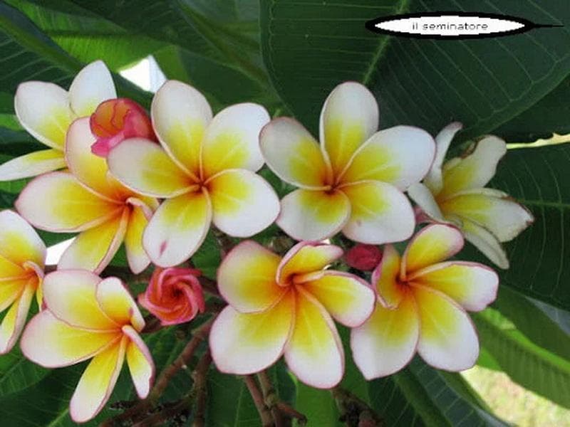 5 SEMI di PLUMERIA -FRANGIPANI - pomelia varietà  Ladavan  -SEMI FRESCHI