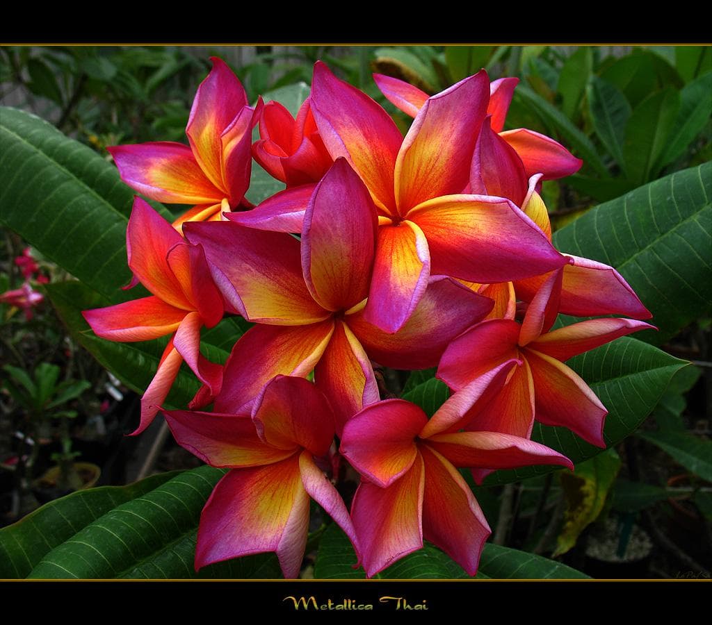5 SEMI DI PLUMERIA -frangipani - pomelia varietà'  Mattalica -SEMI FRESCHI