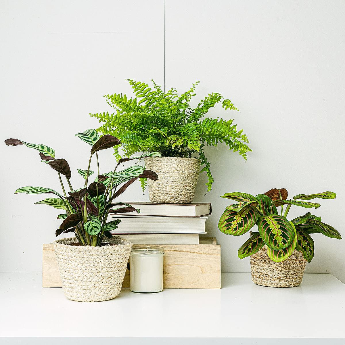 Trio di piante adatte agli animali (Ctenanthe Burle Marxii, Maranta Tricolore, Felce Boston)